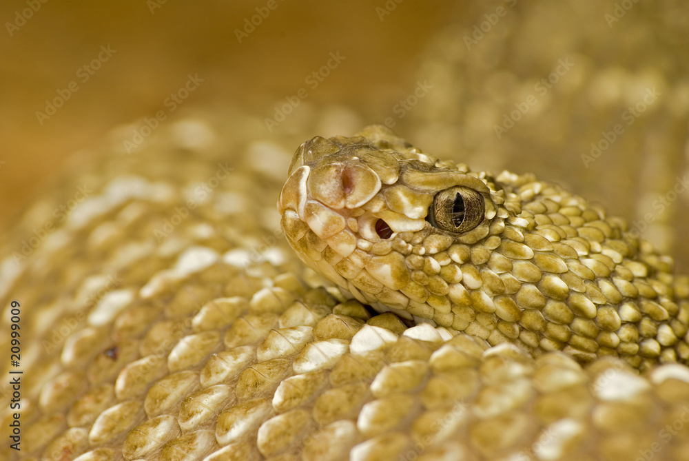Fototapeta premium Klapperschlangenportrait 2