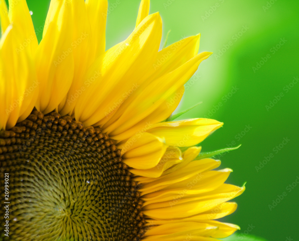 Naklejka premium beautiful sunflower