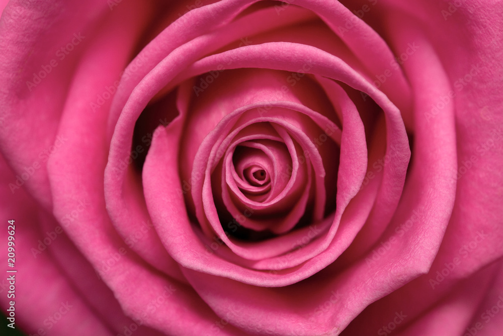 rose rose