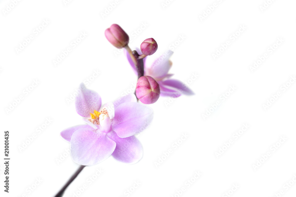 Obraz premium Flowers of beautiful orchid isolated
