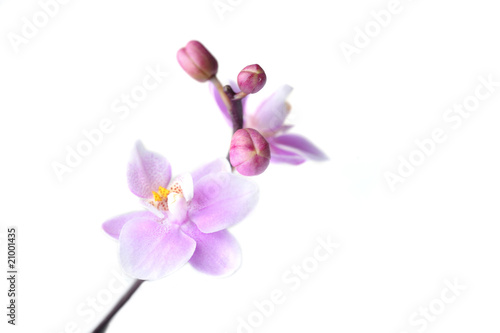 Fototapeta Naklejka Na Ścianę i Meble -  Flowers of  beautiful orchid  isolated