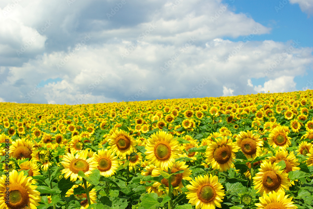 sunflower sunflower