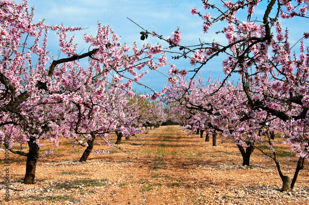 Fototapeta premium almond blossoms