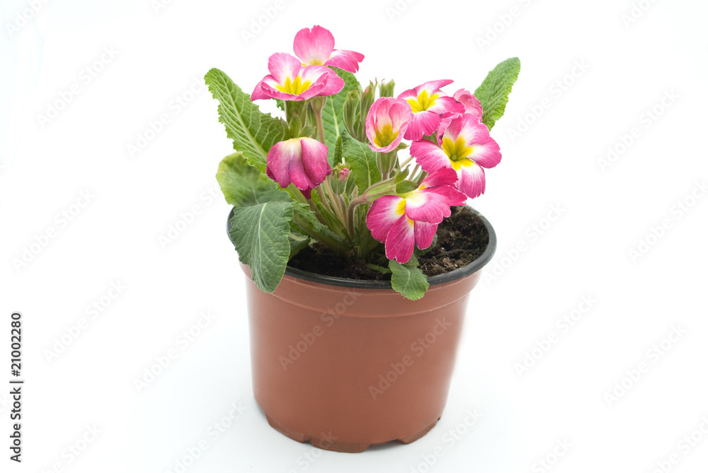 Flowers Flowers