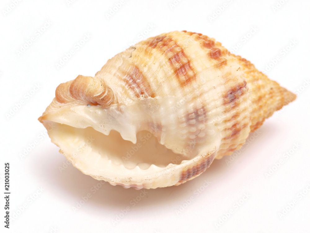 Seashell