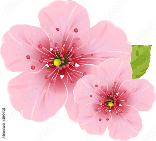 Cherry blossom flowers