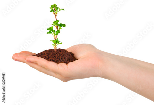 Hand and plant