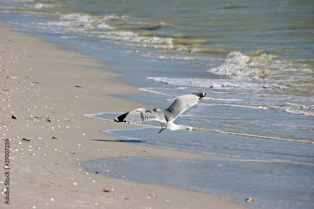 Ring billed Gull Landing Beach Sanibel Florida Ring billed Gull Landing Beach Sanibel Florida