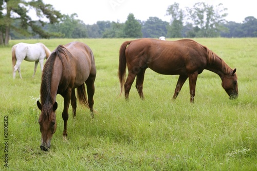 Horses feeding grass in a Texas green meadow  nature
