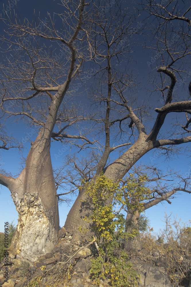 Obraz premium Bosque de baobabs. Botswana.