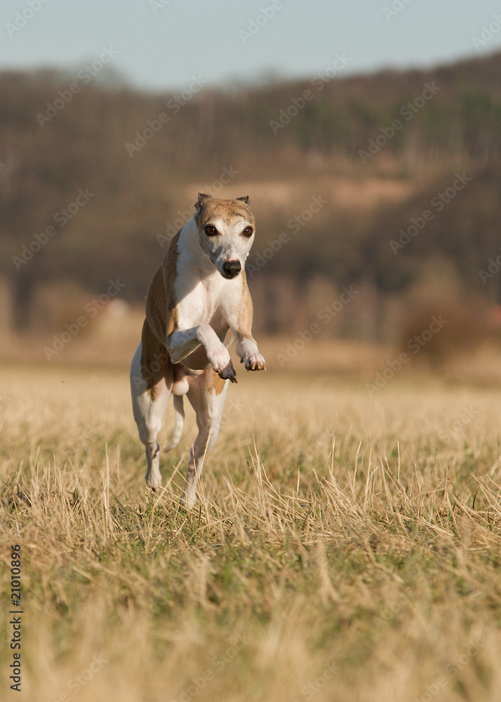 Whippet im Sprung Whippet im Sprung