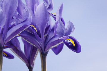 Papier peint photo Iris Iris épanouis aux teintes vives  © Maksim Shebeko