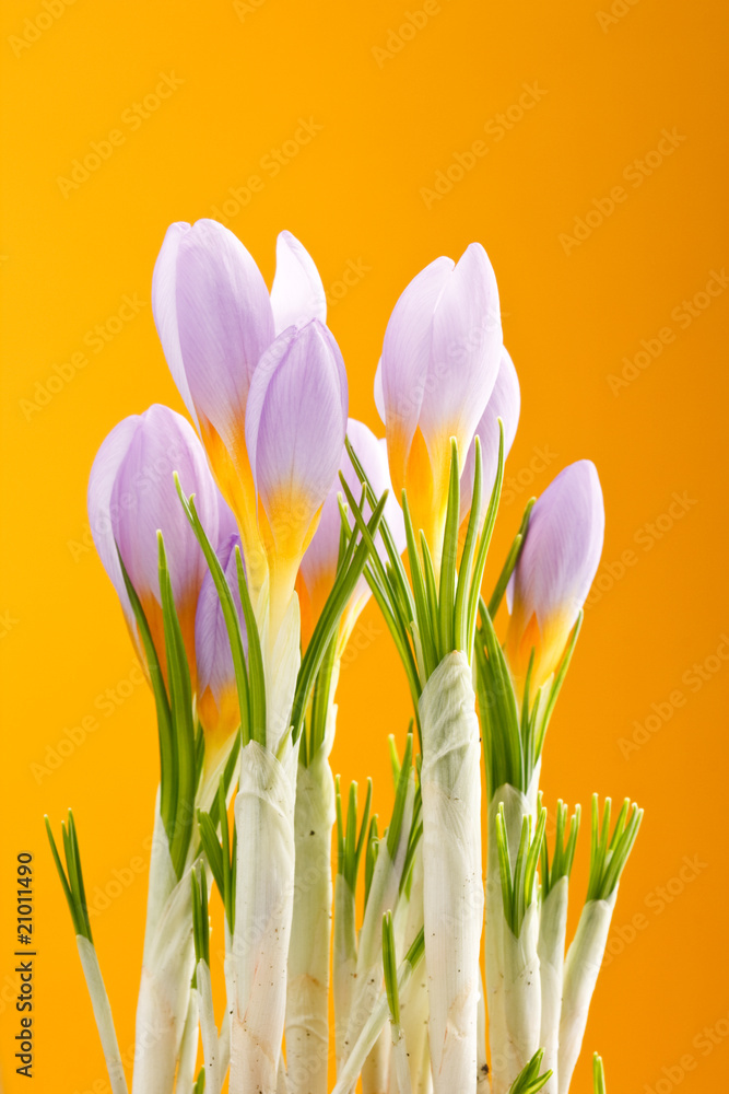 Fototapeta premium spring flowers.
