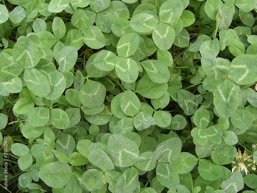 Dutch clover, herb, meadow; verdure; vegetation Dutch clover, herb, meadow; verdure; vegetation