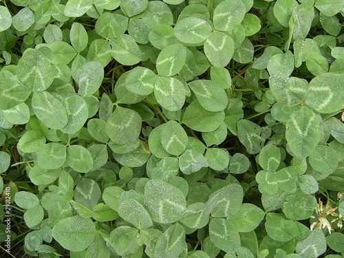Dutch clover, herb, meadow; verdure; vegetation