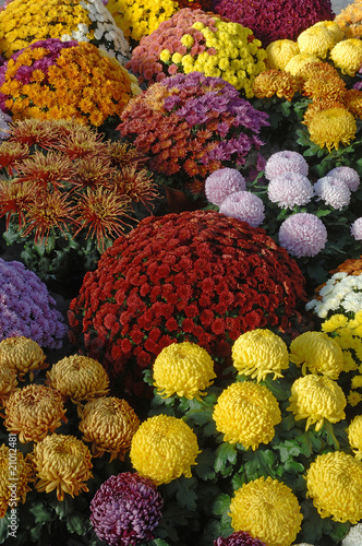 Tablou pe pânză chrysanthème