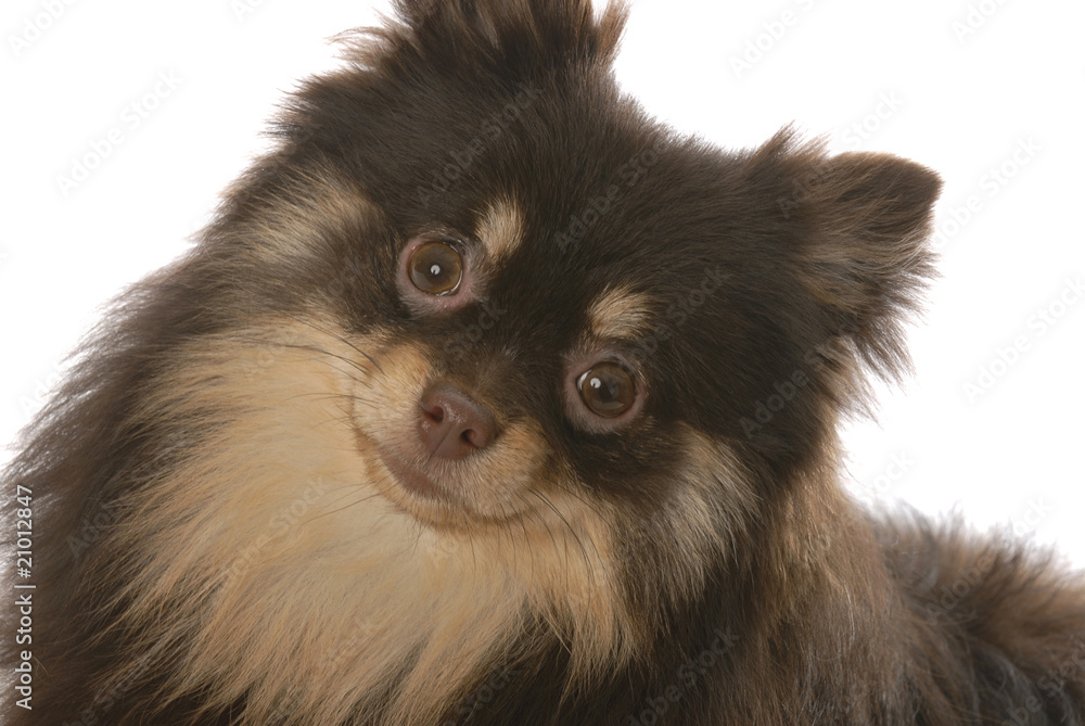 portrait of brown and tan pomeranian puppy on white portrait of brown and tan pomeranian puppy on white