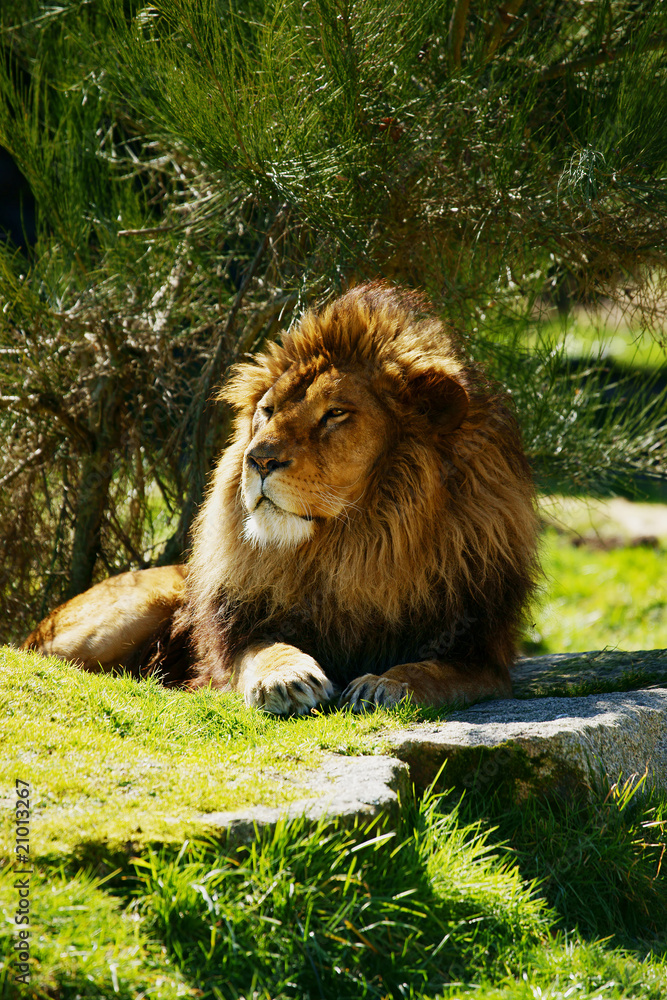 Fototapeta premium lion aux aguets