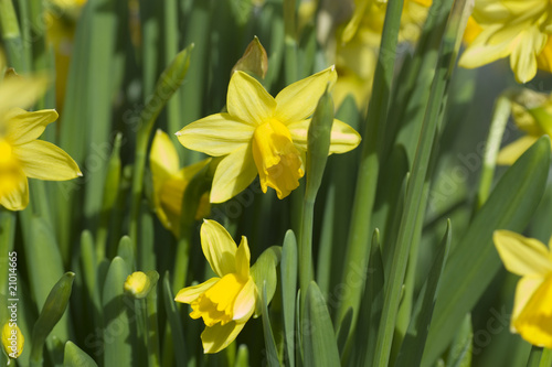 Daffodils