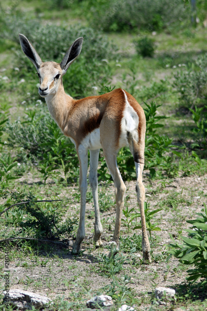 Springbock at Etosha-Nationalpark.Namibia Springbock at Etosha-Nationalpark.Namibia