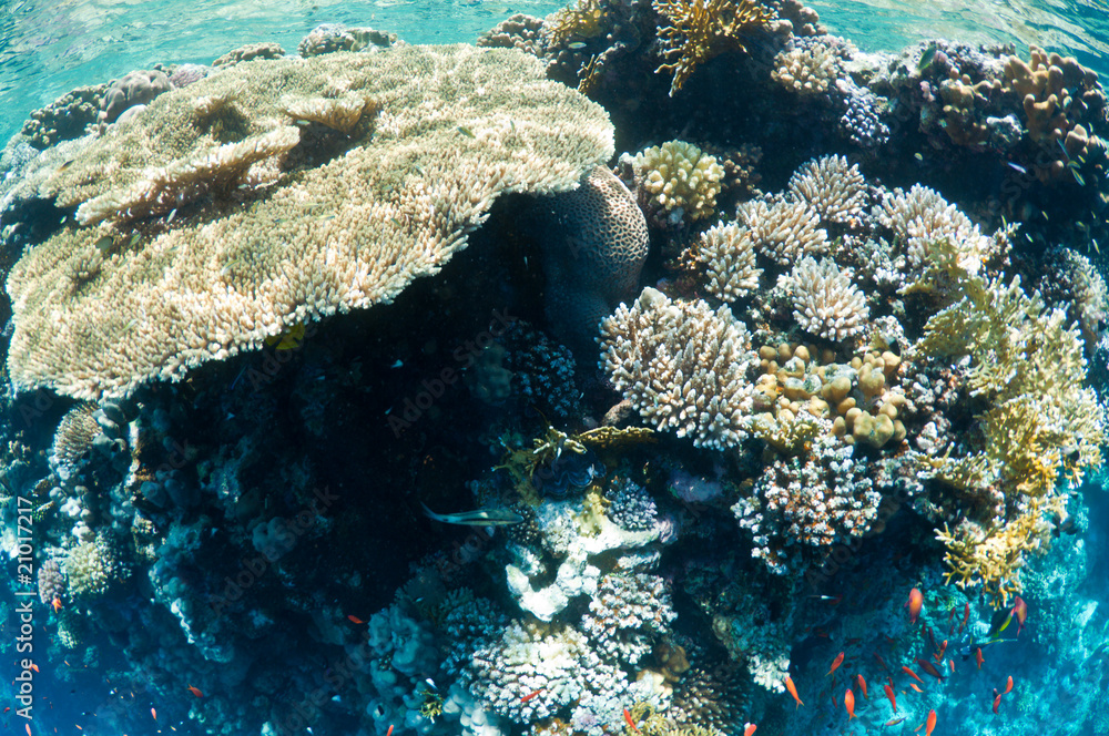 Fototapeta premium coral reef