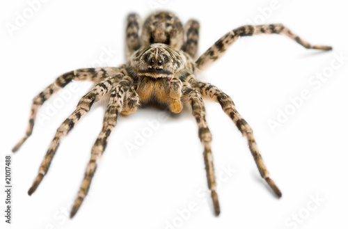 Big hairy spider