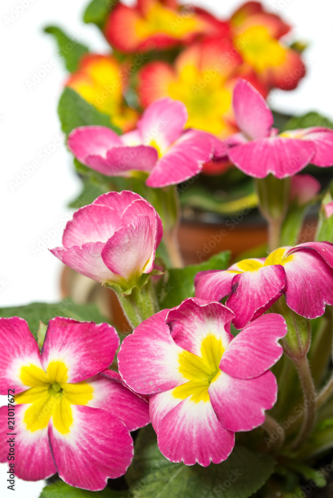 flowers flowers