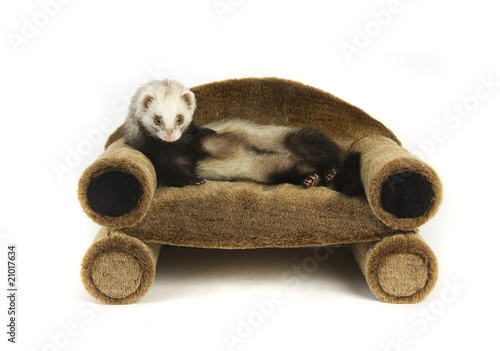 Ferret 1
