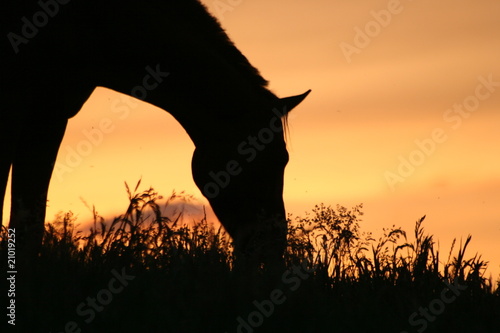 Pferd bei Sonnenuntergang