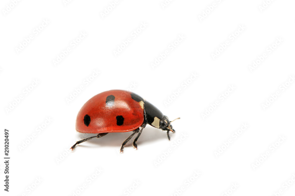 Naklejka premium ladybird