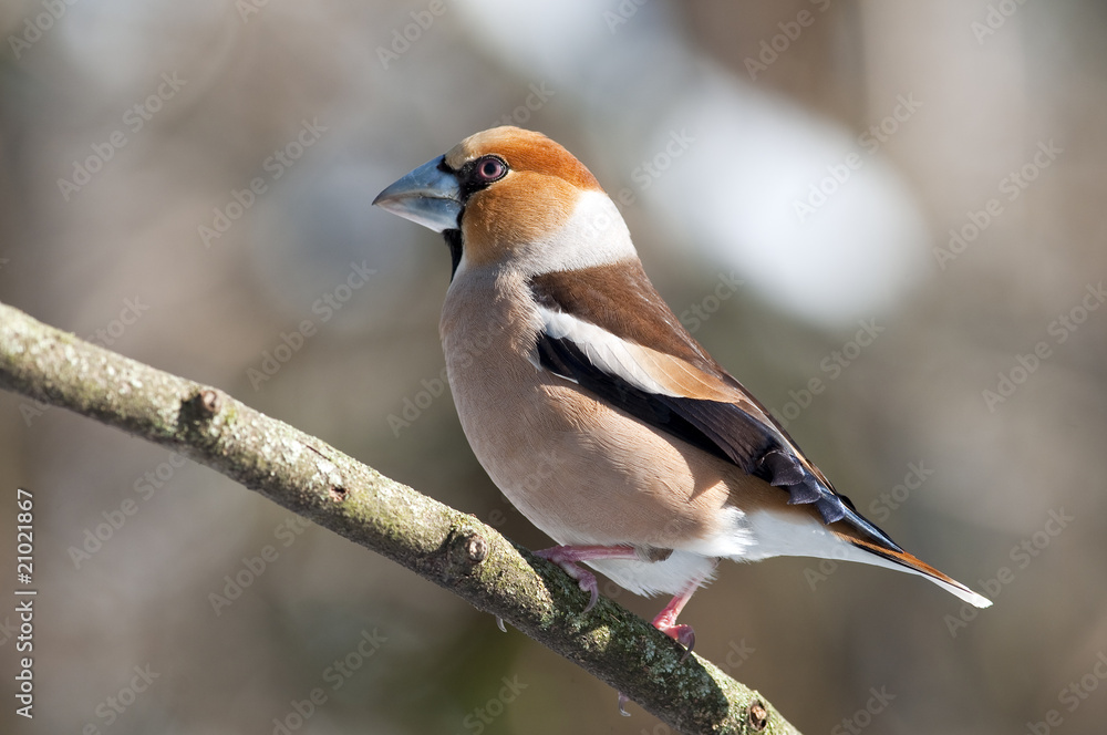 Fototapeta premium Frosone