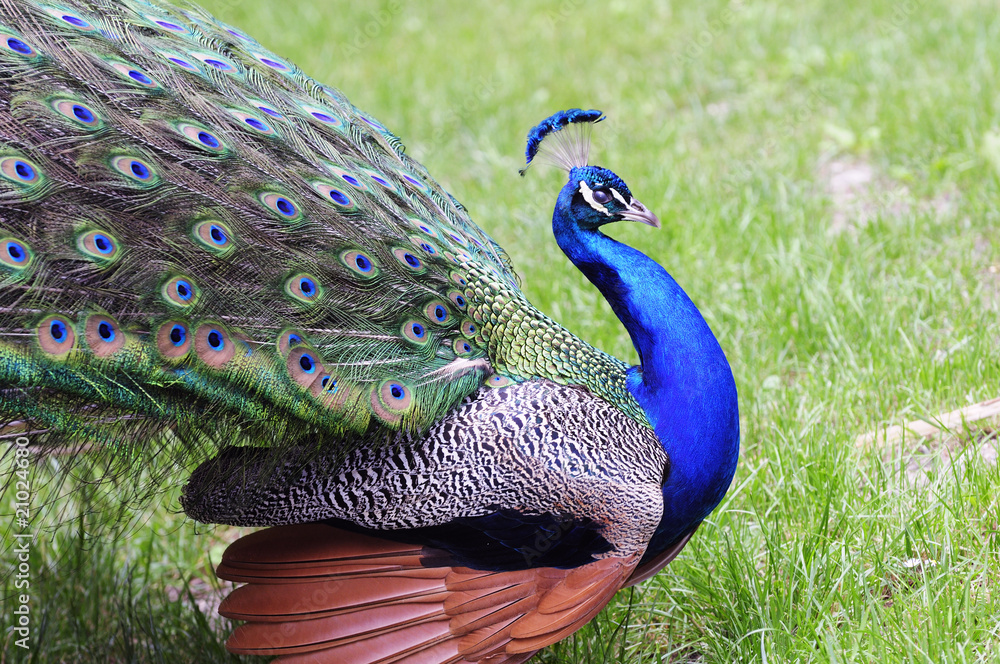 Naklejka premium Male peacok displaying its feathers