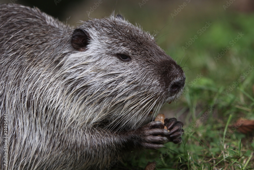 Nutria Nutria