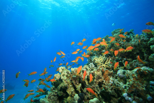 Fototapeta Naklejka Na Ścianę i Meble -  Sun shines onto a tropical coral reef
