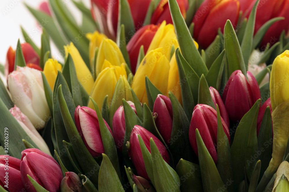 Colored Tulips Colored Tulips