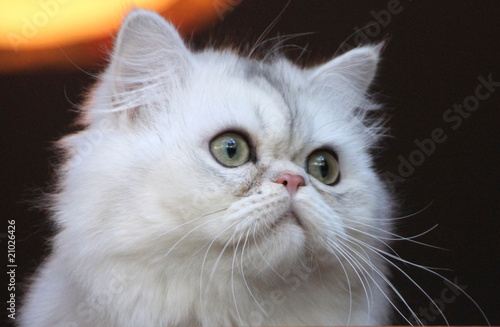 Wallpaper Mural CHAT PERSAN Torontodigital.ca