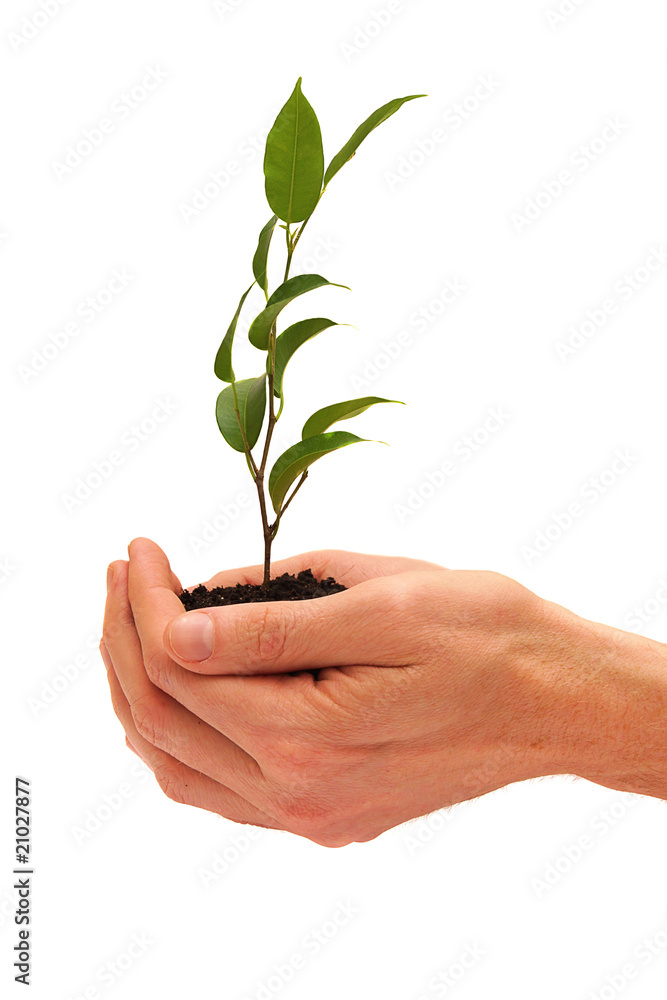 Tree in a male hands isolated on white background Tree in a male hands isolated on white background