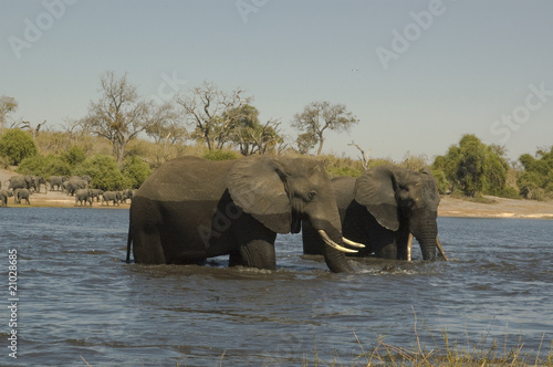 Elefantes cruzando el rio Chobe. Delta del Okavango. photo