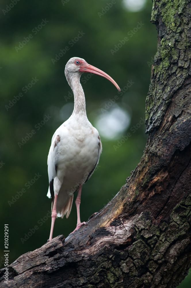 Fototapeta premium White Ibis