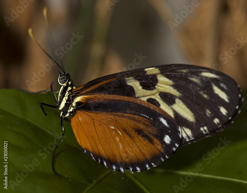 Tiger Longwing Butterfly © James Lewis