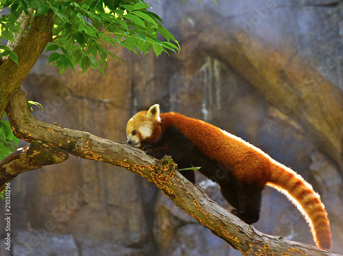 The Red Panda (Ailurus fulgens) on a tree limb. photo