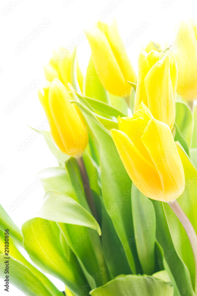 Naklejka premium Tulips