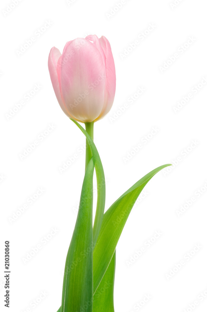 Tulip Tulip