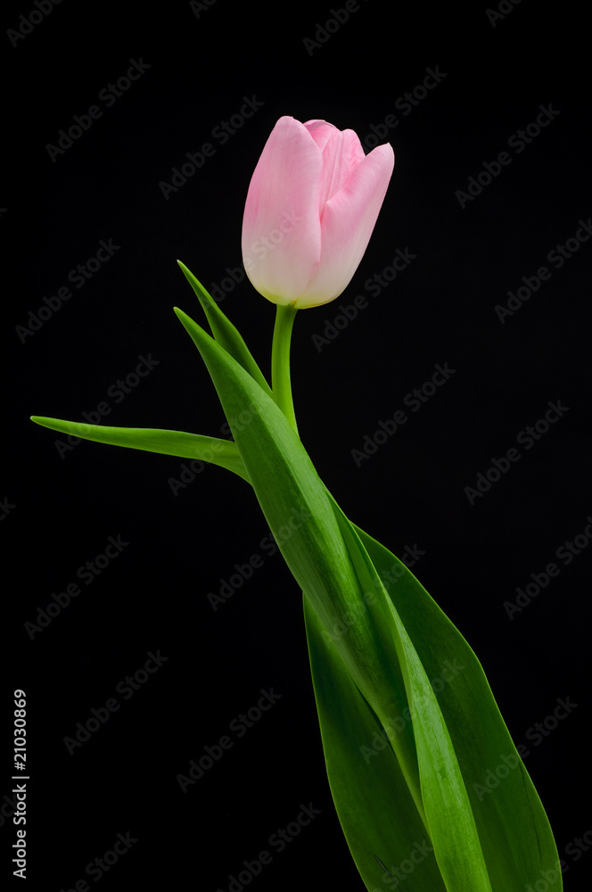 Naklejka premium Tulip