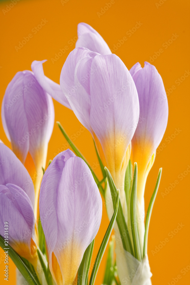 Fototapeta premium spring flowers.