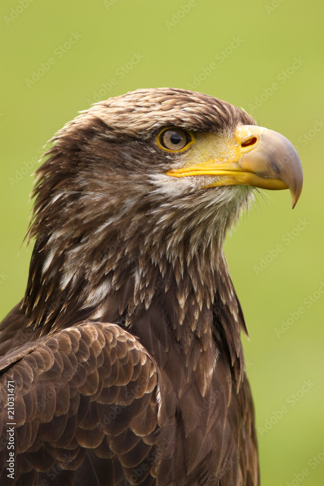 Young bald eagle Young bald eagle