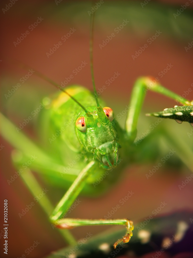 Locusta migratoria Locusta migratoria