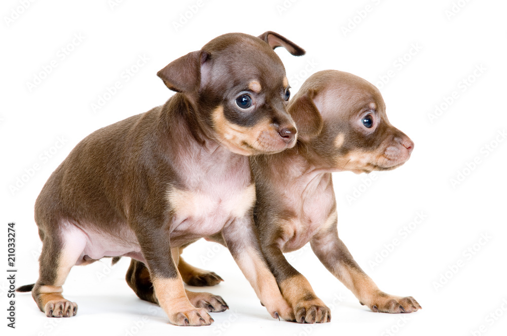 Puppies of toy-terrier in studio Puppies of toy-terrier in studio