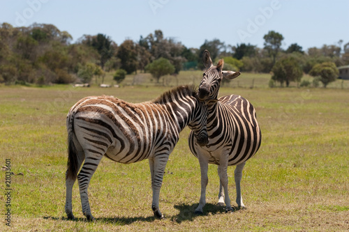 Two zebra interacting with each other