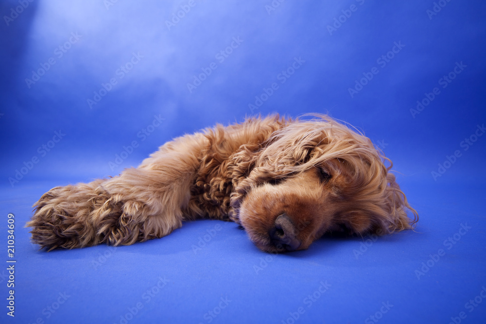 Fototapeta premium Cocker Spaniel #11